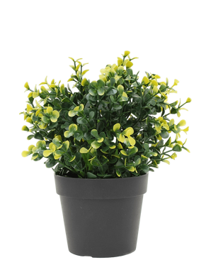 Artificial plant boxwood yellow in pot 19 cm UV - Easyplants Artificial Plants & Flowers