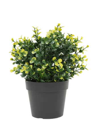 Artificial plant boxwood yellow in pot 19 cm UV - Easyplants Artificial Plants & Flowers