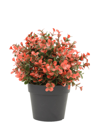Artificial plant boxwood red in pot 19 cm UV - Easyplants Artificial Plants & Flowers