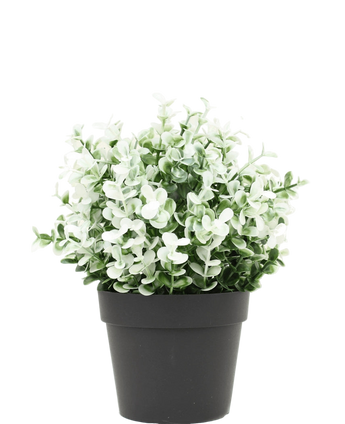 Artificial Plant Boxwood White in pot 19 cm UV - Easyplants Artificial Plants & Flowers