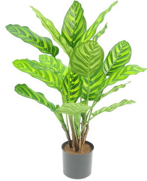 Artificial Plant Calathea Makoyana 55 cm - Easyplants Artificial Plants & Flowers