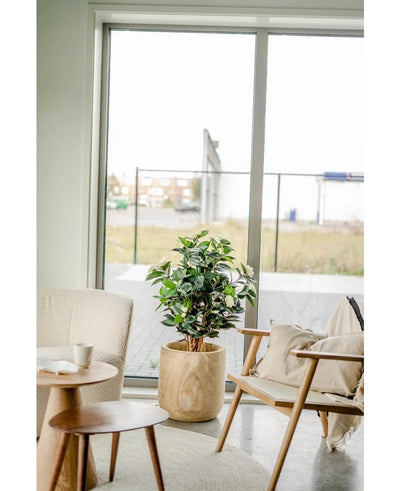 The Artificial Plant Camellia japonica 100 cm with green and white leaves stands between a beige armchair and a wooden chair with cushions, next to a round side table, in front of large glass doors that overlook an outdoor area.