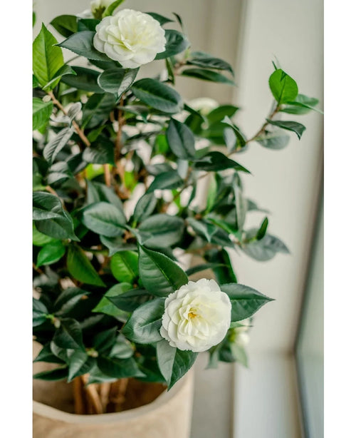 The Artificial Plant Camellia japonica 100 cm has glossy green leaves and two white artificial flowers, which provide an elegant touch of Japanese rose when you place it indoors near the window.