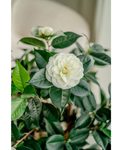A close-up of the Artificial Plant Camellia japonica 100 cm shows the layered white petals and dark green leaves, with another white flower softly faded in the background.