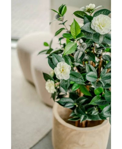 The Artificial Camellia japonica 100 cm plant with glossy green leaves and white flowers is placed indoors next to a light chair and a textured rug.