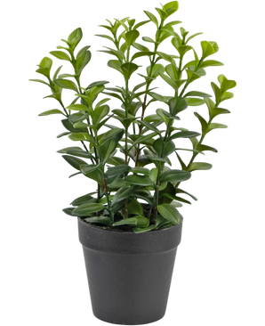 Artificial plant chlorophytum 28 cm - Easyplants Artificial Plants & Flowers