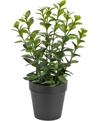 Artificial plant chlorophytum 28 cm - Easyplants Artificial Plants & Flowers