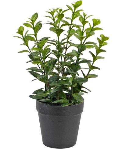 De Kunstplant Chlorophytum 28 cm heeft meerdere rechtopstaande groene stelen met glanzende, ovaalvormige bladeren in een eenvoudige zwarte plastic pot, perfect om elke ruimte op te fleuren.