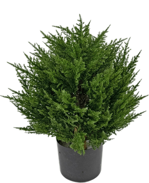 Artificial Plant Coniferuv 40 cm - Easyplants Artificial Plants & Flowers