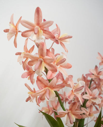 De Kunstplant Cymbidium 58 cm roze heeft lichtroze en perzikkleurige orchideeën met groene stelen en bladeren tegen een effen witte achtergrond.