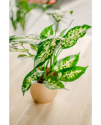 De Kunstplant Dieffenbachia 40 cm, met grote groene bladeren gespikkeld in geel en lichtgroen, staat in stijlvolle sierpotten op een licht houten oppervlak tegen een zacht vage achtergrond.