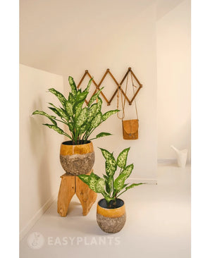 An Artificial Dieffenbachia plant 40 cm adds fresh greenery to a minimalist, bright room. Shown in a rustic pot on a stool, with wall hooks nearby for a bag and a white watering can.