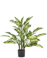 Artificial plant dieffenbachia 75 cm - Easyplants Artificial Plants & Flowers