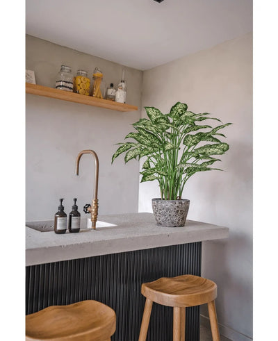 A modern kitchen with a concrete countertop, two wooden stools and an Artificial Dieffenbachia plant 75 cm by the brass tap, plus soap dispensers and a wooden shelf with pots against a light gray wall.