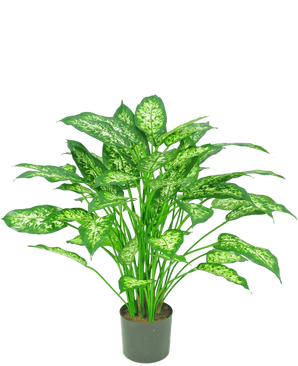 Artificial Plant Dieffenbachia 75 cm - Easyplants Artificial Plants & Flowers