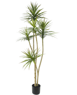 Artificial plant dracaena fragnans 180 cm - Easyplants Artificial Plants & Flowers