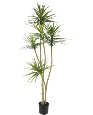 Artificial plant dracaena fragnans 180 cm - Easyplants Artificial Plants & Flowers