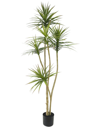 Artificial plant dracaena fragnans 180 cm - Easyplants Artificial Plants & Flowers
