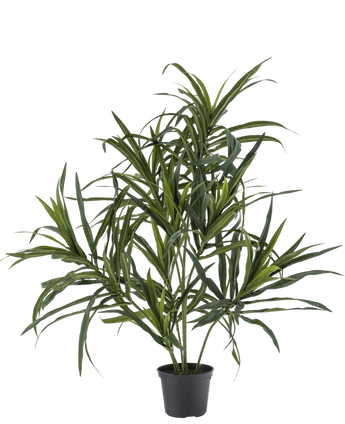 Artificial plant dracaena reflexa in pot 63 cm - Easyplants Artificial Plants & Flowers