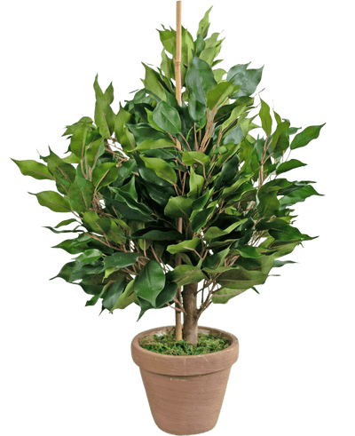De Kunstplant Ficus 60 cm in pot heeft brede groene bladeren en een centrale steun, in een bruine kleipot met kunstmos voor een natuurlijke, weelderige uitstraling.