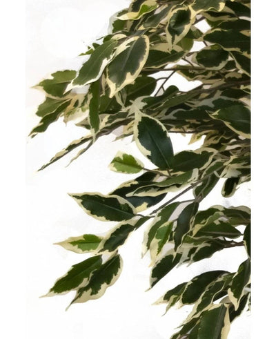 The Artificial Plant Ficus Variegated 150 cm has green leaves with creamy white edges, closely arranged on branches for a lush, lifelike appearance against a plain white background.
