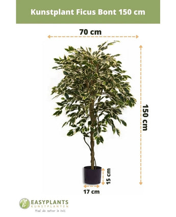 The Artificial Plant Ficus Variegated 150 cm from Easyplants has variegated leaves and is supplied in a black pot (17 cm diameter, 15 cm high). The artificial plant is 150 cm high and 70 cm wide.