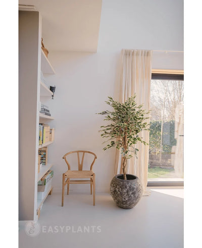 A bright, minimalist room with a wooden chair next to the Artificial Plant Ficus Variegated 150 cm, transparent curtains, a large window and a white bookshelf with books and decor. The sunlight falls softly through the window.