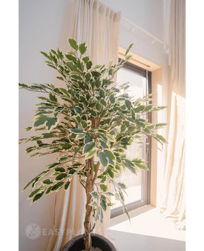 De Kunstplant Ficus Bont 150 cm, met groen en wit bonte bladeren, staat in een pot bij een zonnig raam met lichte gordijnen die de achtergrond zacht omlijsten.