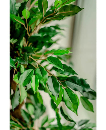 Kunstplant Ficus Crazy 120 cm