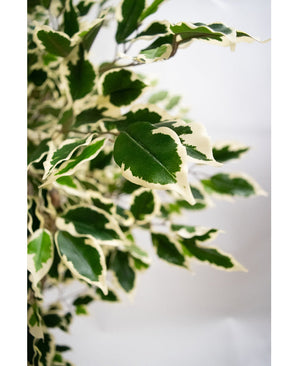 Artificial plant Ficus Exotica 165 cm