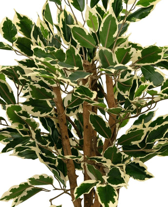 A close-up of the Artificial Plant Ficus Green/white 90 cm, with green leaves edged in creamy white and several brown stems, against a plain white background.