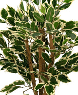 Kunstplant Ficus Groen/wit 90 cm