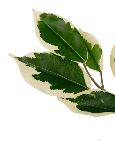 The Artificial Plant Ficus Green/white 90 cm has thin stems with several colorful green and creamy white leaves, each with a deep green heart surrounded by a creamy white edge, isolated on a white background.