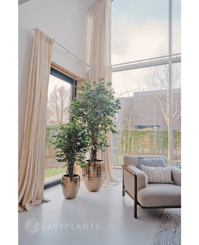Twee Kunstplant Ficus Liana 180 cm in glanzend gouden potten staan bij een groot raam met lange crèmekleurige gordijnen in een lichte, moderne woonkamer met een beige fauteuil en structuurkussen. Buiten zijn bomen en een gebouw zichtbaar.