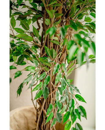 Close-up of the Artificial Plant Ficus Liana 180 cm, with thin brown trunks and many glossy green leaves, placed indoors near a light wall - this lifelike artificial tree brings charm to any room.