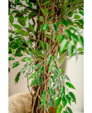 Close-up van de Kunstplant Ficus Liana 180 cm, met dunne bruine stammen en veel glanzend groene bladeren, binnen geplaatst bij een lichte muur - deze levensechte kunstboom brengt charme in elke ruimte.