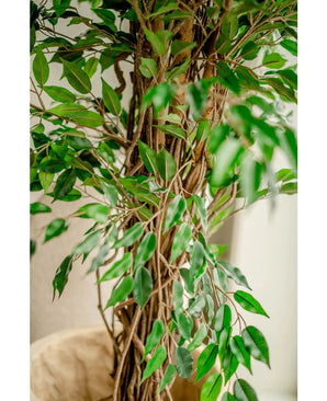 Close-up van de Kunstplant Ficus Liana 180 cm, met dunne bruine stammen en veel glanzend groene bladeren, binnen geplaatst bij een lichte muur - deze levensechte kunstboom brengt charme in elke ruimte.
