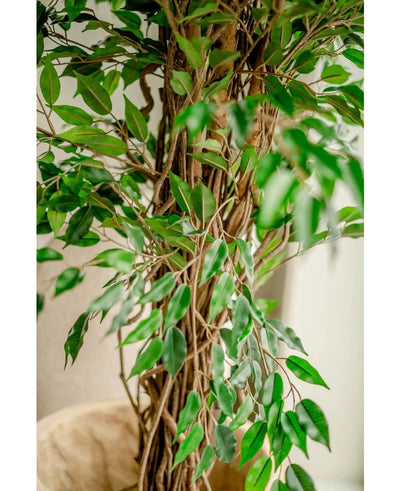 Close-up van de Kunstplant Ficus Liana 180 cm, met dunne bruine stammen en veel glanzend groene bladeren, binnen geplaatst bij een lichte muur - deze levensechte kunstboom brengt charme in elke ruimte.