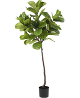 Artificial plant ficus Tabakplant Deluxe 180 cm - Easyplants Artificial Plants & Flowers
