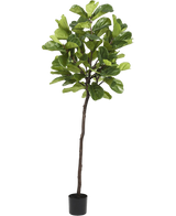 Artificial plant Ficus Tabakplant Deluxe 215 cm - Easyplants Artificial Plants & Flowers