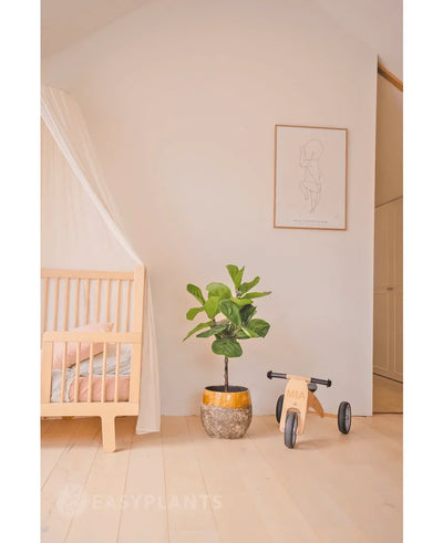 A minimal nursery with a light wooden bedstead, a translucent canopy, Artificial Plant Ficus Tobacco Plant Deluxe 90 cm, wooden toys labeled Mia and a minimalist line art framed print on a plain white wall.