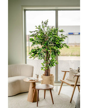 Een gezellige woonkamerhoek met een Kunstplant Ficus Tropical Liana 180 cm bij het raam, een zachte witte fauteuil, een houten stoel met kussen en twee kleine ronde houten tafeltjes met kopjes en een kan.