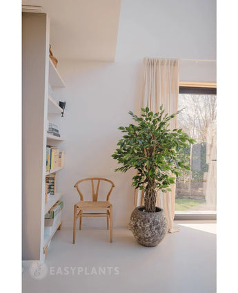 A wooden chair and the Artificial Plant Ficus Tropical Liana 150 cm stand near a bookshelf and a curtained window in a bright, minimalist room - ideal for office decoration.
