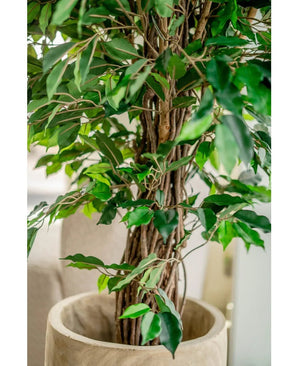 Close-up van Kunstplant Ficus Tropisch Liana 150 cm met een gedraaide houtachtige stam en weelderige groene bladeren in een beige pot. Zacht onscherpe achtergrond. Stijlvolle keuze voor kantoor decoratie.