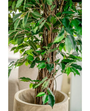 Close-up of Artificial Plant Ficus Tropical Liana 150 cm with a twisted woody trunk and lush green leaves in a beige pot. Soft blurred background. Stylish choice for office decoration.