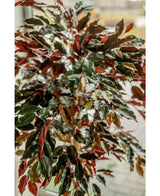 Kunstplant Ficus groen/rood 150 cm