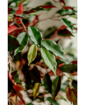 Close-up van glanzend groene en rode bladeren van de Kunstplant Ficus groen/rood 150 cm, zacht belicht om het gedetailleerde gebladerte te benadrukken. De elegante sierpotten komen scherp in beeld tegen een onscherpe achtergrond.