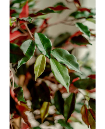 Close-up van glanzend groene en rode bladeren van de Kunstplant Ficus groen/rood 150 cm, zacht belicht om het gedetailleerde gebladerte te benadrukken. De elegante sierpotten komen scherp in beeld tegen een onscherpe achtergrond.