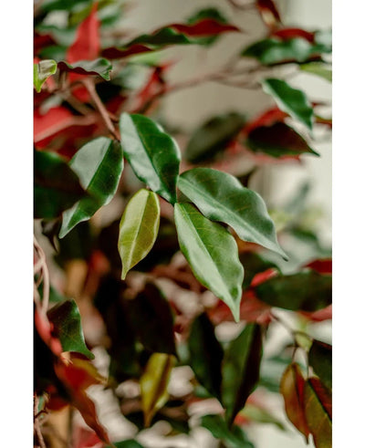 Close-up van glanzend groene en rode bladeren van de Kunstplant Ficus groen/rood 150 cm, zacht belicht om het gedetailleerde gebladerte te benadrukken. De elegante sierpotten komen scherp in beeld tegen een onscherpe achtergrond.