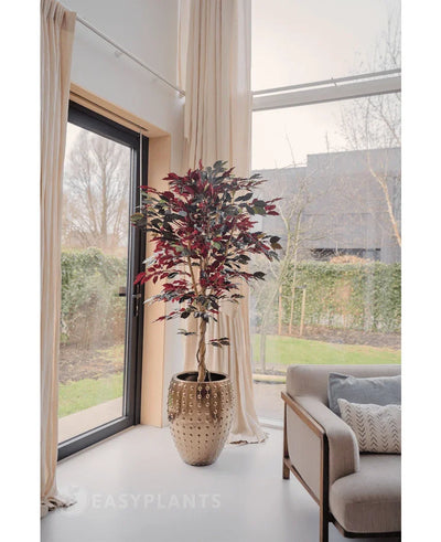 An Artificial Ficus green/red plant 180 cm fire retardant with dark green and red leaves stands near a large window with cream-colored curtains in a bright, modern living room next to a beige sofa with patterned cushions. Trees and a house are visible outside.